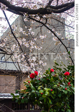 [Kyoto scenery] Gion Shirakawa cherry blossoms are gorgeous 123710693