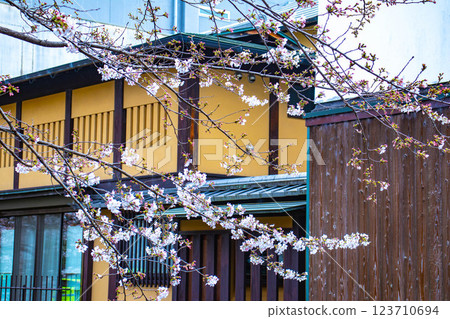 【京都風景】祗園白川櫻花綏爛 123710694