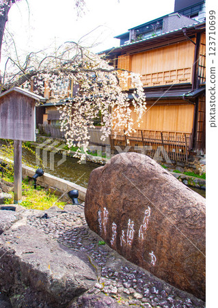 [Kyoto scenery] Gion Shirakawa cherry blossoms are gorgeous 123710699