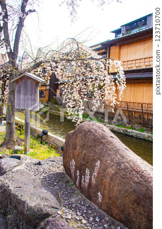 【京都風景】祗園白川櫻花綏爛 123710700