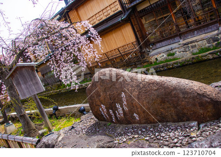 [Kyoto scenery] Gion Shirakawa cherry blossoms are gorgeous 123710704
