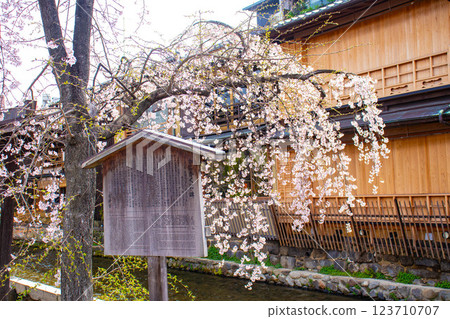 【京都風景】祗園白川櫻花綏爛 123710707