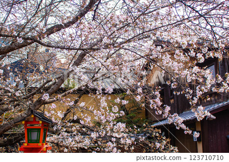 【京都風景】祗園白川櫻花綏爛 123710710