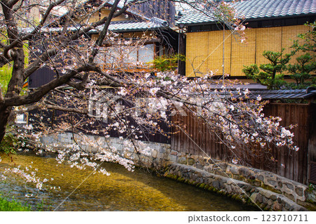 [Kyoto scenery] Gion Shirakawa cherry blossoms are gorgeous 123710711
