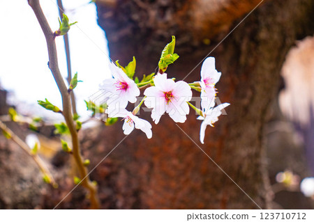 【京都風景】祗園白川櫻花綏爛 123710712
