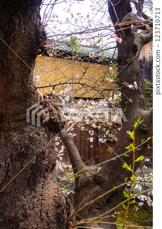 【京都風景】祗園白川櫻花綏爛 123710713