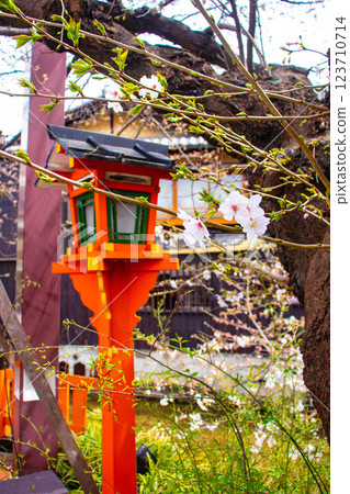 【京都風景】祗園白川櫻花綏爛 123710714