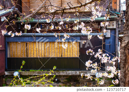 【京都風景】祗園白川櫻花綏爛 123710717