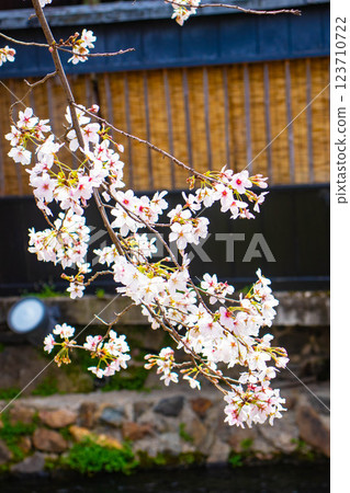 [Kyoto scenery] Gion Shirakawa cherry blossoms are gorgeous 123710722