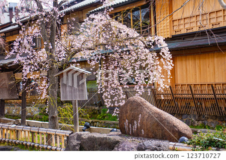 [Kyoto scenery] Gion Shirakawa cherry blossoms are gorgeous 123710727