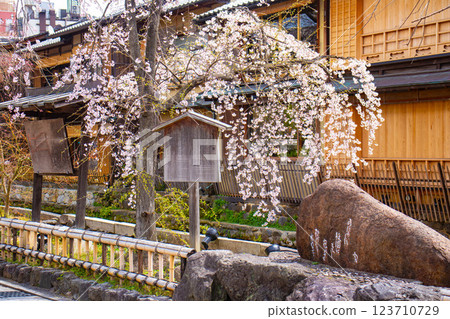 【京都風景】祗園白川櫻花綏爛 123710729