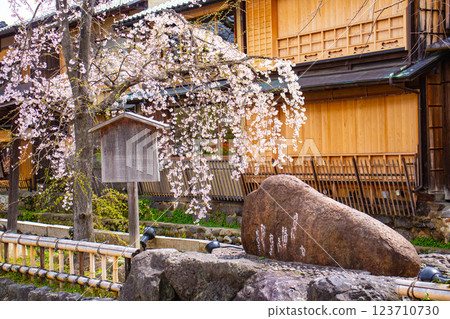 【京都風景】祗園白川櫻花綏爛 123710730