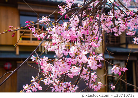 [Kyoto scenery] Gion Shirakawa cherry blossoms are gorgeous 123710732