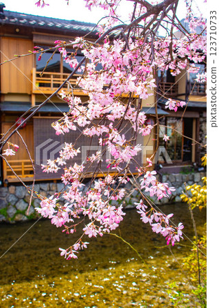 [Kyoto scenery] Gion Shirakawa cherry blossoms are gorgeous 123710733