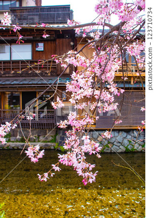 [Kyoto scenery] Gion Shirakawa cherry blossoms are gorgeous 123710734