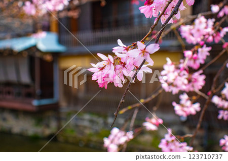 【京都風景】祗園白川櫻花綏爛 【京都風景】祗園白川櫻花綏爛 123710737
