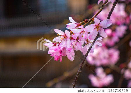 【京都風景】祗園白川櫻花綏爛 123710739