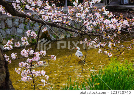 【京都風景】祗園白川櫻花綏爛 123710740
