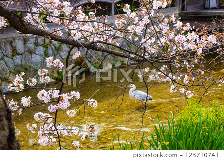 【京都風景】祗園白川櫻花綏爛 123710741