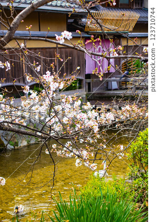 【京都風景】祗園白川櫻花綏爛 123710744
