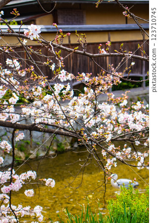 【京都風景】祗園白川櫻花綏爛 【京都風景】祗園白川櫻花綏爛 123710745