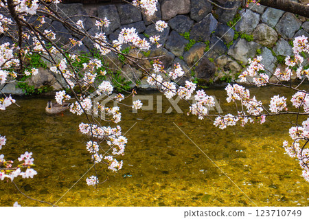 [Kyoto scenery] Gion Shirakawa cherry blossoms are gorgeous 123710749