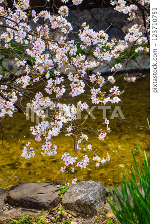 【京都風景】祗園白川櫻花綏爛 123710751