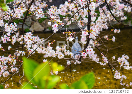 【京都風景】祗園白川櫻花綏爛 123710752