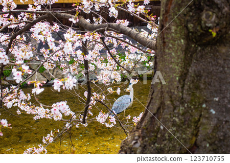 [Kyoto scenery] Gion Shirakawa cherry blossoms are gorgeous 123710755