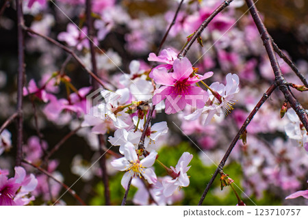 【京都風景】祗園白川櫻花綏爛 123710757