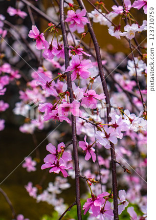[Kyoto scenery] Gion Shirakawa cherry blossoms are gorgeous 123710759