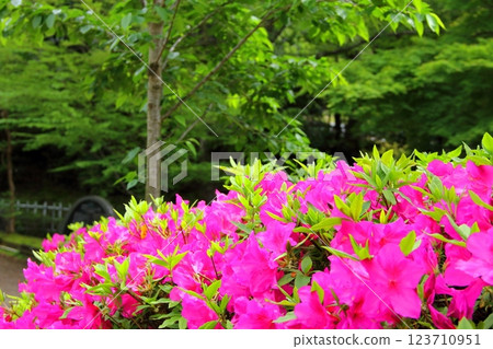 織田信長城下町的春天 51 (岐阜公園) 123710951