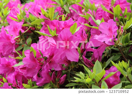 織田信長城下町的春天 52 (岐阜公園) 123710952