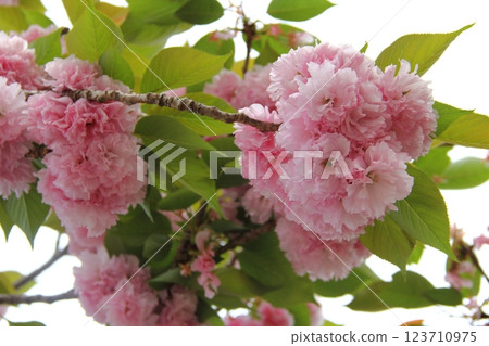 織田信長城下町的春天 22（岐阜公園） 123710975