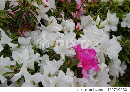 Spring in Oda Nobunaga's Castle Town 27 (Gifu Park) 123710980