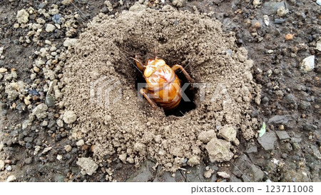 Cicada larvae emerging from a hole 123711008