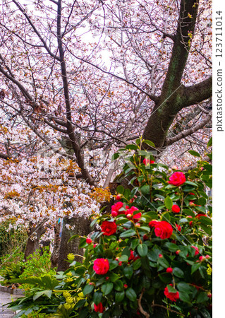 [Kyoto scenery] Gion Shirakawa cherry blossoms are gorgeous 123711014
