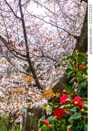 【京都風景】祗園白川櫻花綏爛 123711015