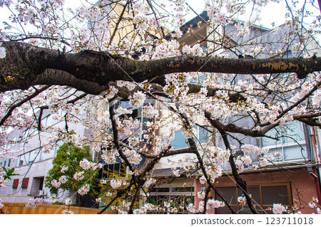 [Kyoto scenery] Gion Shirakawa cherry blossoms are gorgeous 123711018