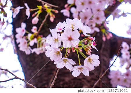 【京都風景】祗園白川櫻花綏爛 123711021