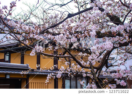 【京都風景】祗園白川櫻花綏爛 123711022