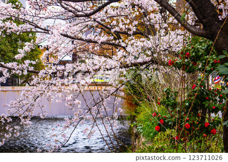 [Kyoto scenery] Gion Shirakawa cherry blossoms are gorgeous 123711026