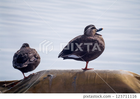 Karugamo on the Yasuragi Embankment of the Shinano River 123711116