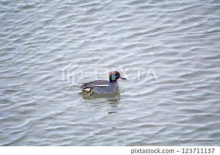 信濃川安城堤壩上的小鴨子 123711137