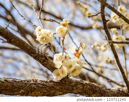 Beautiful white plums that have begun to bloom in winter [Yaeno plums] 123711245