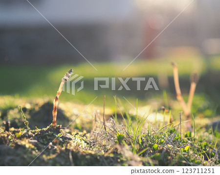 A single wild horsetail in the sunlight 123711251