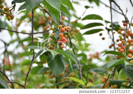 Cherry tree 123711257
