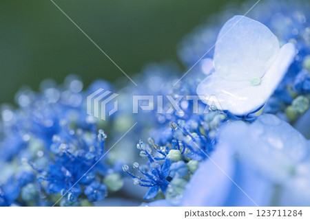 Beautiful blue hydrangea Beautiful blue hydrangea 123711284