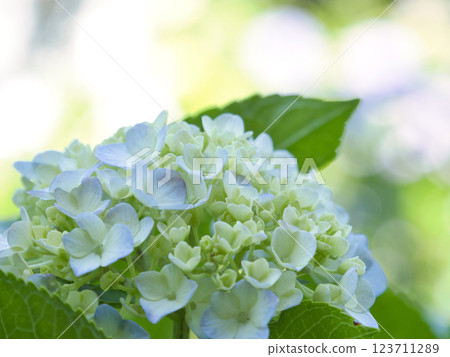 Beautiful blue hydrangea Beautiful blue hydrangea 123711289