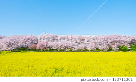 Gyodo Shrine 123711301